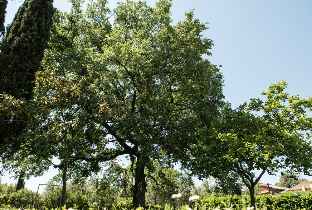 B&B Le cinque querce